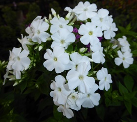 Early® White Garden Phlox, Summer Border Phlox, Fall Phlox, Phlox paniculata 'Early White' 